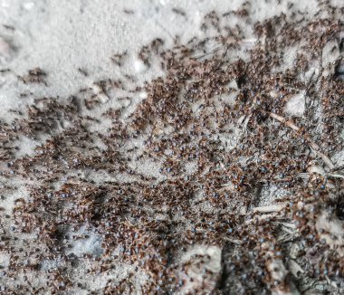 Küçük sarı karıncaların bir sürüsü iyi çiğnenmiş bir yolda ilerler.