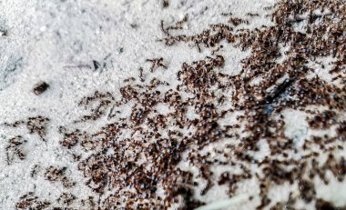 Küçük sarı karıncaların bir sürüsü iyi çiğnenmiş bir yolda ilerler.