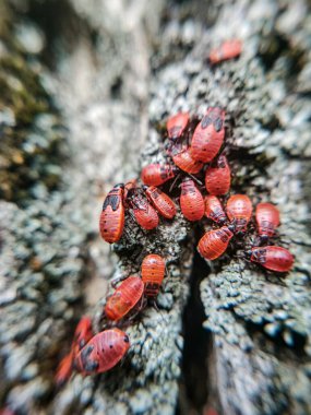 Many red firebug on a tree in a summer forest close-up. Many bright insects Pyrrhocoris apterus on a tree in the spring park.  clipart