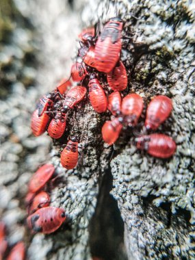 Birçok kırmızı kundakçı bir yaz ormanında bir ağaçta yakın planda. Bir çok parlak böcek Pyrrhocoris apterus ilkbahar parkında bir ağaçta. 