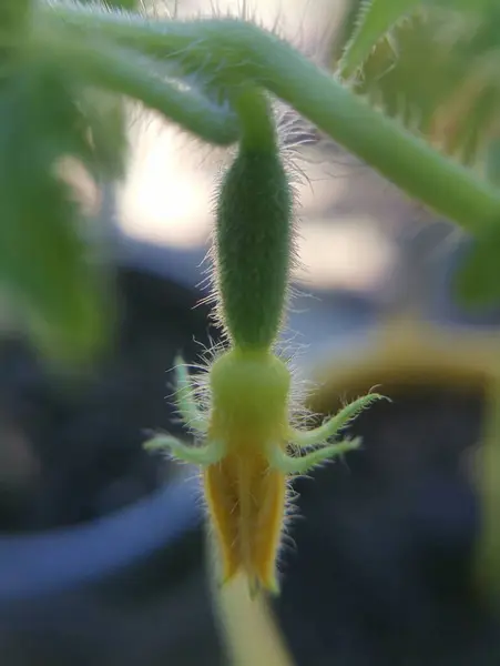 stock image Young ovary of small cucumbers on a light blurred background