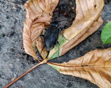 Büyük siyah bir böcek kuru bir yaprağın üzerinde sürünür.