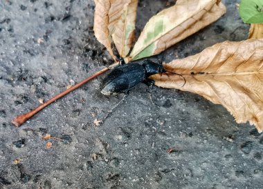 A large black beetle crawls on a dry leaf clipart