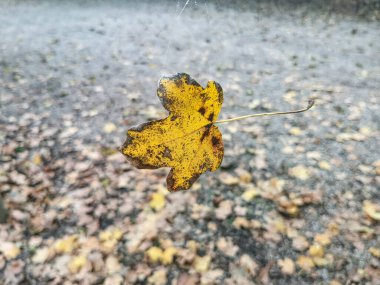 Parkta örümcek ağına asılı sonbahar kuru yaprağı