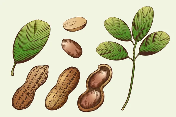 Illustrierte Erdnüsse Und Blätter Gravierten Stil Isoliert Auf Elfenbeinfarbenem Hintergrund — Stockvektor