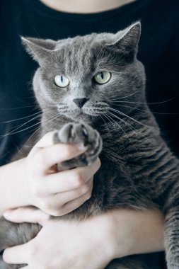 Adam pençelerini kesmek için gri kedi tutuyor. hayvan bakımı