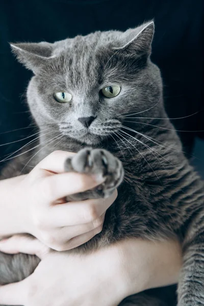 stock image Man holds gray cat to cut his claws. pet care