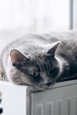 Gray fluffy cat lies and warms itself on white hot radiator. Heating season