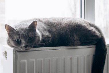 Gray fluffy cat lies and warms itself on white hot radiator. Heating season