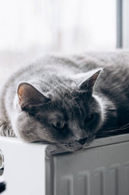 Gray fluffy cat lies and warms itself on white hot radiator. Heating season
