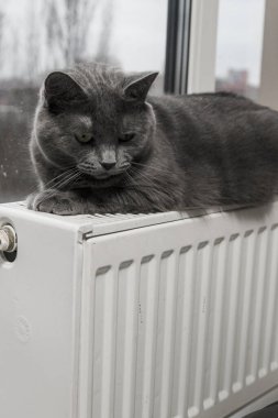 Gray fluffy cat lies and warms itself on white hot radiator. Heating season