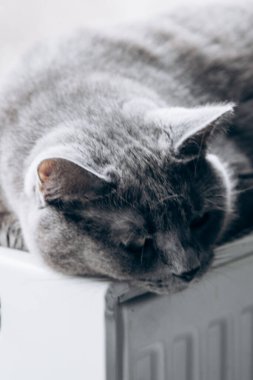 Gray fluffy cat lies and warms itself on white hot radiator. Heating season
