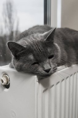 Gray fluffy cat lies and warms itself on white hot radiator. Heating season