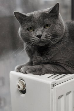 Gray fluffy cat lies and warms itself on white hot radiator. Heating season