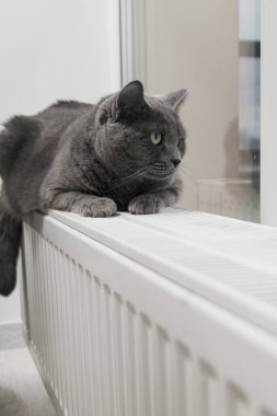 Gray fluffy cat lies and warms itself on white hot radiator. Heating season
