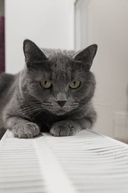 Gray fluffy cat lies and warms itself on white hot radiator. Heating season