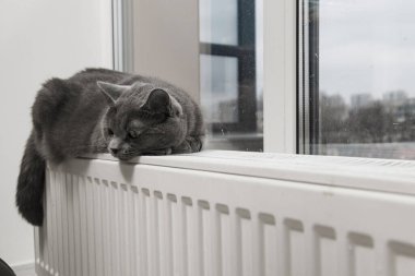 Gray fluffy cat lies and warms itself on white hot radiator. Heating season