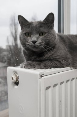 Gray fluffy cat lies and warms itself on white hot radiator. Heating season