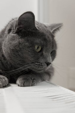 Gray fluffy cat lies and warms itself on white hot radiator. Heating season