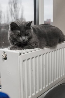 Gray fluffy cat lies and warms itself on white hot radiator. Heating season