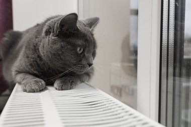 Gray fluffy cat lies and warms itself on white hot radiator. Heating season