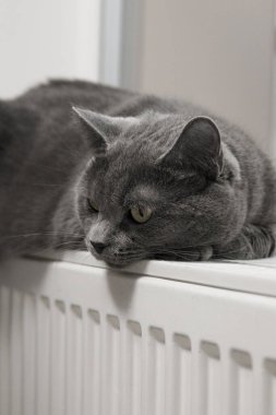 Gray fluffy cat lies and warms itself on white hot radiator. Heating season