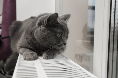 Gray fluffy cat lies and warms itself on white hot radiator. Heating season