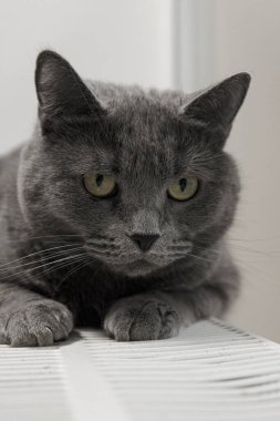 Gray fluffy cat lies and warms itself on white hot radiator. Heating season