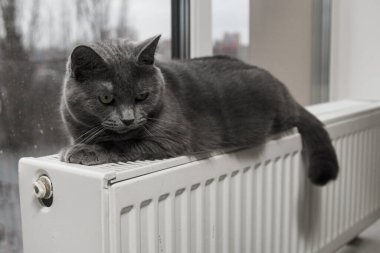 Gray fluffy cat lies and warms itself on white hot radiator. Heating season