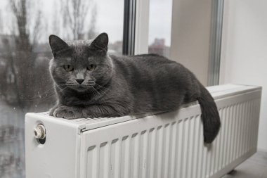 Gray fluffy cat lies and warms itself on white hot radiator. Heating season