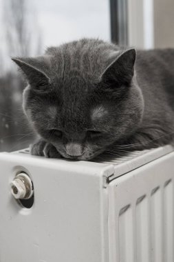 Gray fluffy cat lies and warms itself on white hot radiator. Heating season