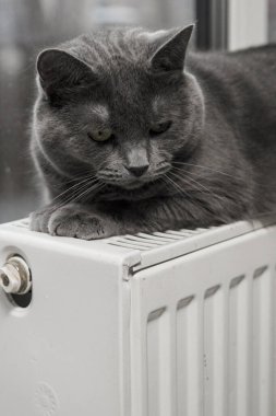 Gray fluffy cat lies and warms itself on white hot radiator. Heating season