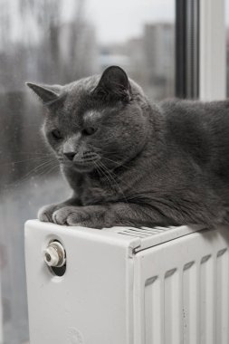Gray fluffy cat lies and warms itself on white hot radiator. Heating season