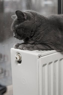 Gray fluffy cat lies and warms itself on white hot radiator. Heating season