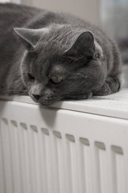 Gray fluffy cat lies and warms itself on white hot radiator. Heating season