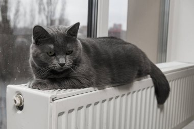 Gray fluffy cat lies and warms itself on white hot radiator. Heating season