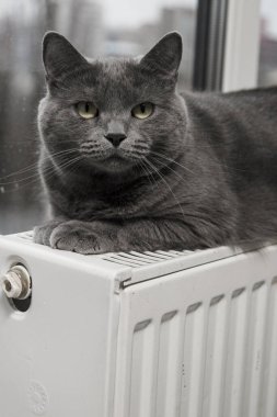 Gray fluffy cat lies and warms itself on white hot radiator. Heating season
