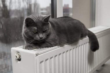 Gray fluffy cat lies and warms itself on white hot radiator. Heating season