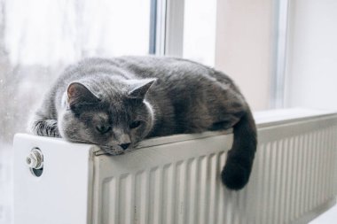 Gray fluffy cat lies and warms itself on white hot radiator. Heating season