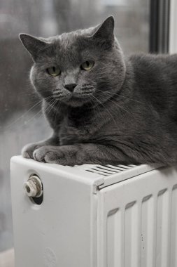 Gray fluffy cat lies and warms itself on white hot radiator. Heating season
