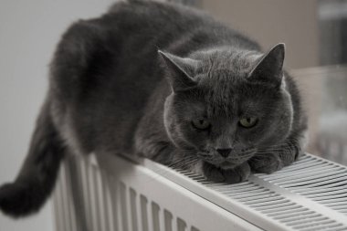 Gray fluffy cat lies and warms itself on white hot radiator. Heating season