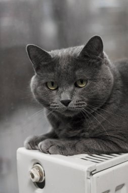 Gray fluffy cat lies and warms itself on white hot radiator. Heating season