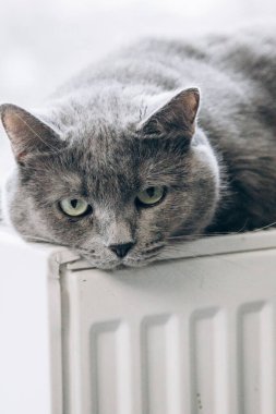 Gray fluffy cat lies and warms itself on white hot radiator. Heating season