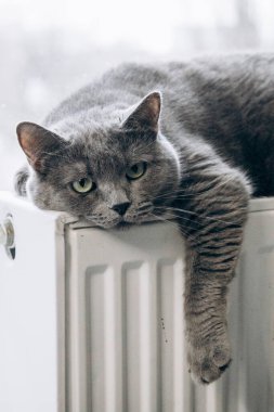 Gray fluffy cat lies and warms itself on white hot radiator. Heating season