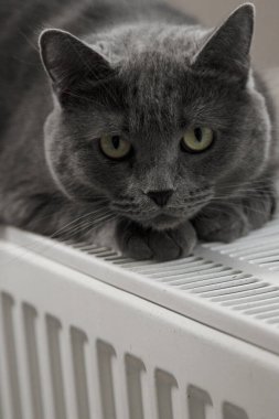 Gray fluffy cat lies and warms itself on white hot radiator. Heating season