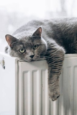 Gray fluffy cat lies and warms itself on white hot radiator. Heating season
