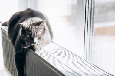 Gray fluffy cat lies and warms itself on white hot radiator. Heating season