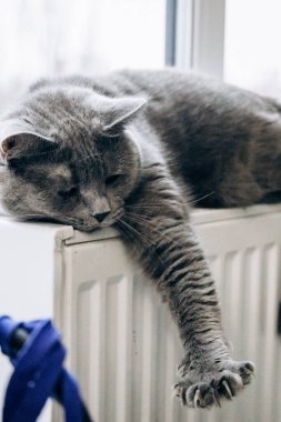 Gray fluffy cat lies and warms itself on white hot radiator. Heating season