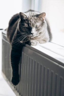 Gray fluffy cat lies and warms itself on white hot radiator. Heating season
