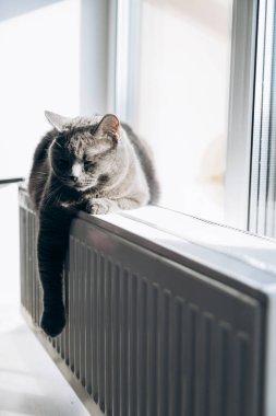 Gray fluffy cat lies and warms itself on white hot radiator. Heating season